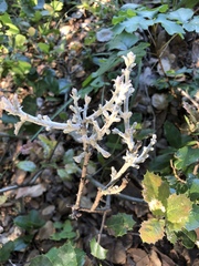 Cystotheca lanestris