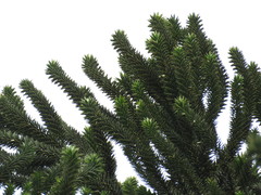 Araucaria