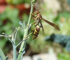 Polistes exclamans