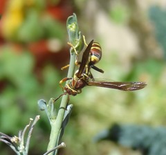 Polistes exclamans
