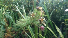 Centropogon dissectus