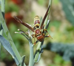 Polistes exclamans