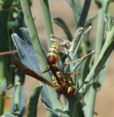 Polistes exclamans