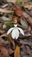 Caladenia picta