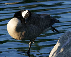 Branta canadensis