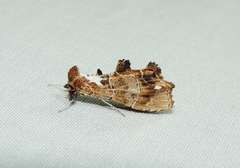 Arrade leucocosmalis