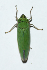 Draeculacephala inscripta