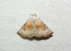 Mataeomera mesotaenia