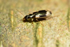 Mimodromites nigrotestaceus