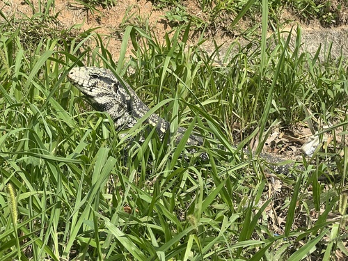 Argentine Black-and-white Tegu