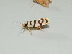 Linosticha cyclophragma