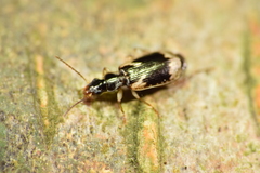Mimodromites nigrotestaceus