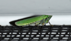 Draeculacephala inscripta