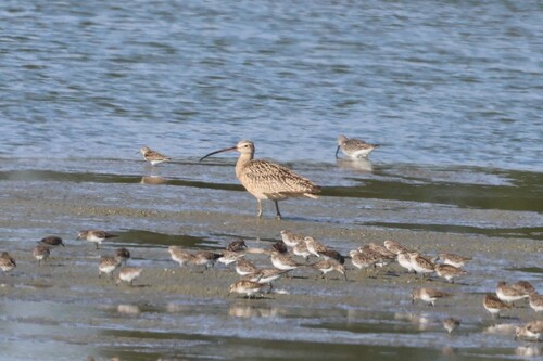 Long-billed Curlew
