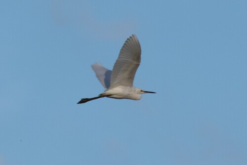 Snowy Egret