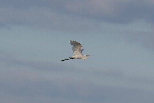 Great Egret