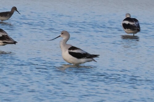 American Avocet