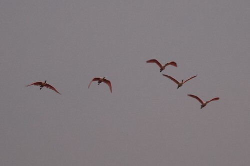 Roseate Spoonbill