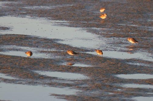 Least Sandpiper