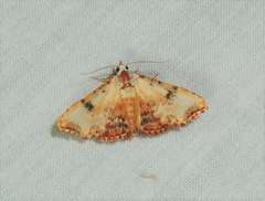 Corgatha molybdophaes