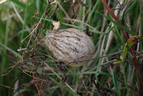 Wasp Spider