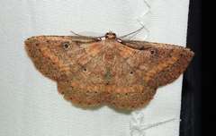 Casbia melanops