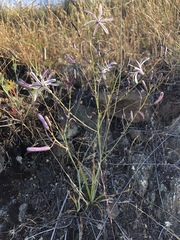 Chlorogalum pomeridianum divaricatum