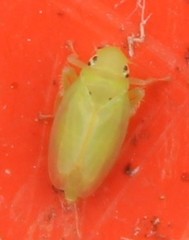 Neocoelidia vittapennis