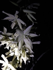 Yucca rupicola