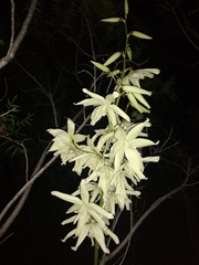 Yucca rupicola