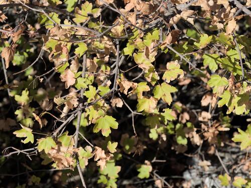 field maple