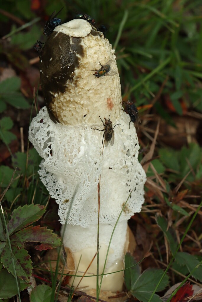 Skirted Stinkhorn · September 2026 · photo: Photo: (c) Jake McCumber, some rights reserved (CC BY) · iNaturalist
