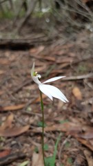 Caladenia picta