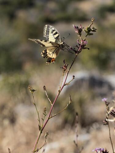 Old World Swallowtail