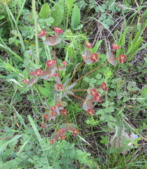 Euphorbia microcarpa