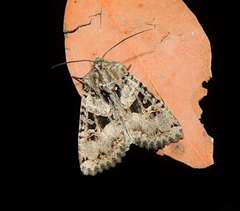 Neumichtis mesophaea