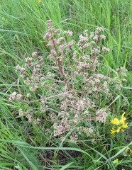 Trinia multicaulis