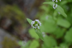 Plectritis macrocera
