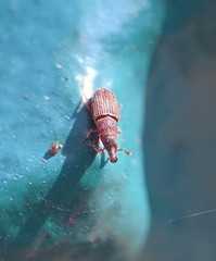 Dryophthorus americanus