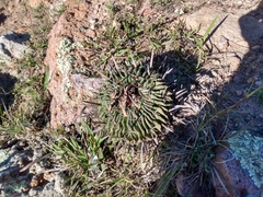 Echinofossulocactus phyllacanthus