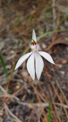 Caladenia picta