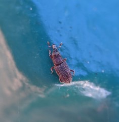 Dryophthorus americanus