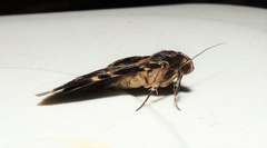 Mormoscopa sordescens