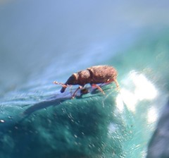 Dryophthorus americanus