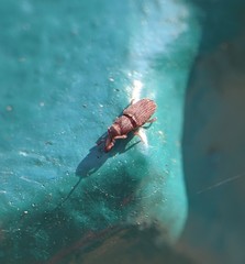 Dryophthorus americanus