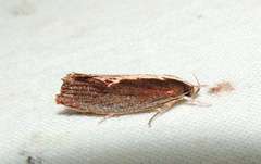 Archaereta dorsivittella