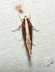 Archaereta dorsivittella