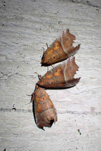 Herald Moth