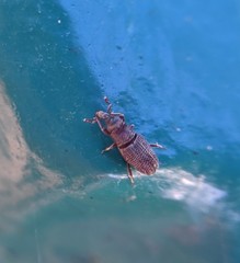 Dryophthorus americanus