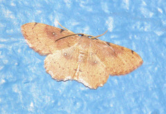 Cosymbiini